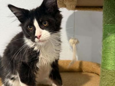 Skunk - Maine Coon - Gallery Photo #1