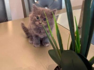 Luna - Persian - Gallery Photo #1
