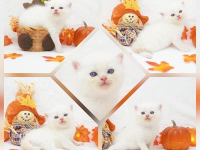 Ripley CFA Health Tested - Exotic - Gallery Photo #1