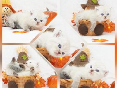 Dodger CFA Health Tested - Exotic - Gallery Photo #1