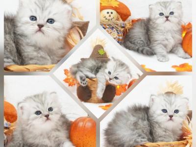 Ember CFA Health Tested - Persian - Gallery Photo #1