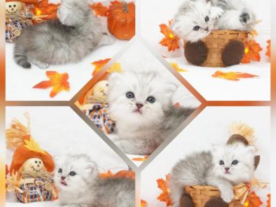 Asher CFA Health Tested - Persian - Gallery Photo #1