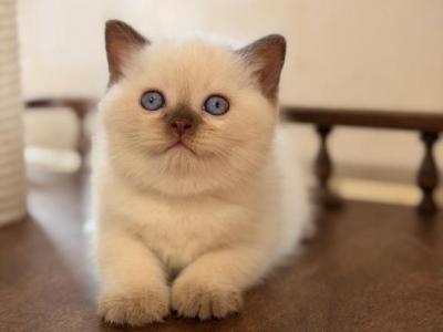 Statham - British Shorthair - Gallery Photo #1