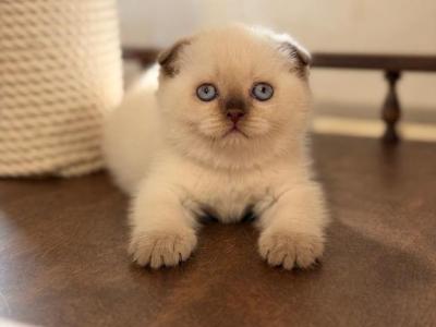 Tutsi - Scottish Fold - Gallery Photo #1
