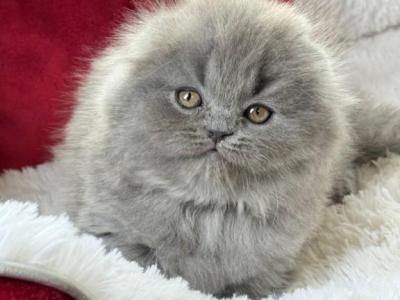 Wally - Scottish Fold - Gallery Photo #1