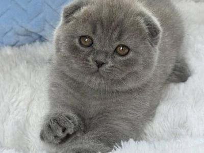 Watson - Scottish Fold - Gallery Photo #1