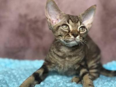 Xiaomi - Devon Rex - Gallery Photo #1
