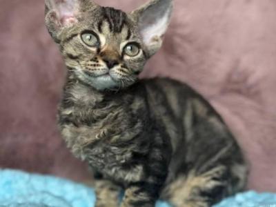 Xanti - Devon Rex - Gallery Photo #1