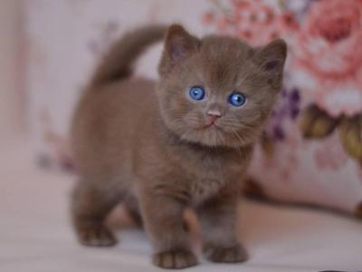 Joker - British Shorthair - Gallery Photo #1