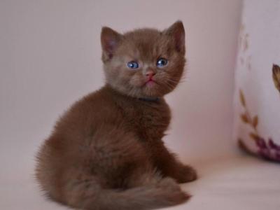 Jasper - British Shorthair - Gallery Photo #1