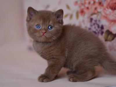 Juno - British Shorthair - Gallery Photo #1