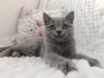 Wendy - British Shorthair - Gallery Photo #1