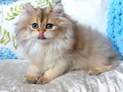 Cliff - British Shorthair - Gallery Photo #1