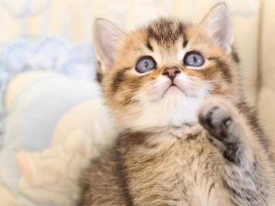 Emir - British Shorthair - Gallery Photo #1