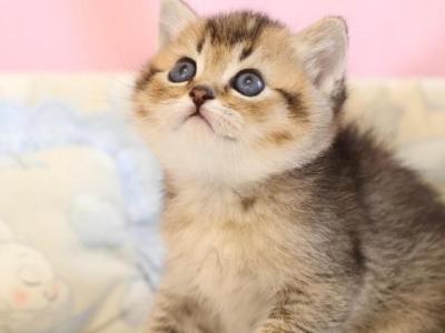 Edmond - British Shorthair - Gallery Photo #1