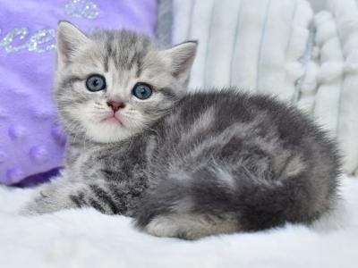 Laki - British Shorthair - Gallery Photo #1
