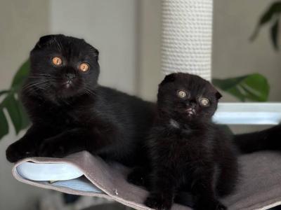 Nelson1 - Scottish Fold - Gallery Photo #1