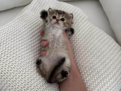 Rosie - British Shorthair - Gallery Photo #1