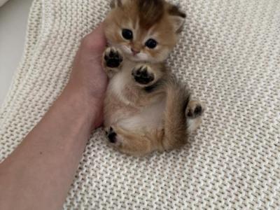 Winston - British Shorthair - Gallery Photo #1