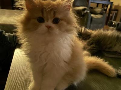 Pure Perfection Persians - Persian - Gallery Photo #1