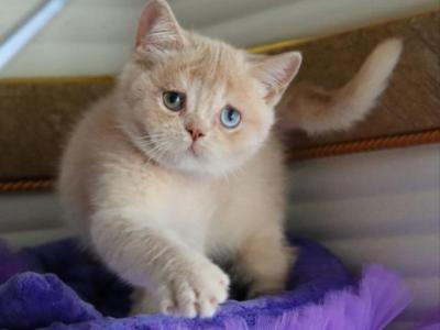 British Vincento - British Shorthair - Gallery Photo #1