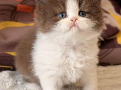 British Amber - British Shorthair - Gallery Photo #1