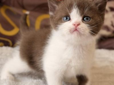 British Ace - British Shorthair - Gallery Photo #1