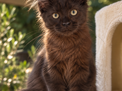 Mainecoon Kittens - Maine Coon - Gallery Photo #1