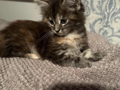 Nancy - Maine Coon - Gallery Photo #1