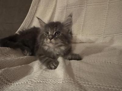 Kate - Maine Coon - Gallery Photo #1