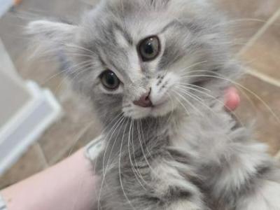 Ellie - Maine Coon - Gallery Photo #1