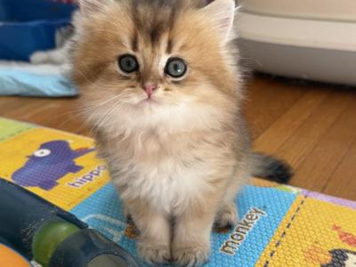 Sam - British Shorthair - Gallery Photo #1