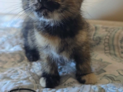 Star - Norwegian Forest - Gallery Photo #1