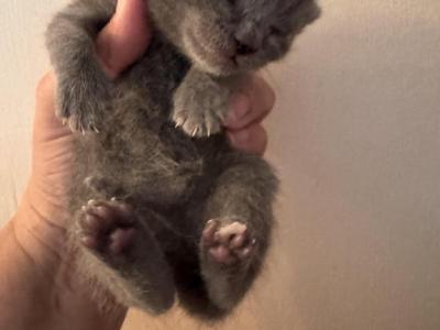 Perla - Scottish Fold - Gallery Photo #1