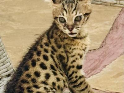 Sebastian - Savannah - Gallery Photo #1