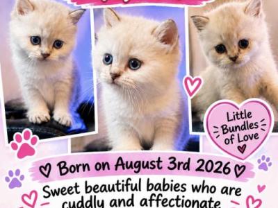 Ragdoll Kittens - Ragdoll - Gallery Photo #1