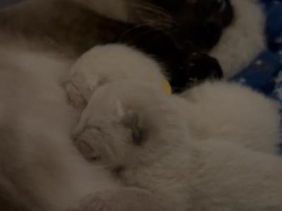 Fall Litter READY BY CHRISTMAS - Siamese - Gallery Photo #1