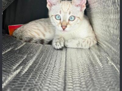 Ruby - Bengal - Gallery Photo #1