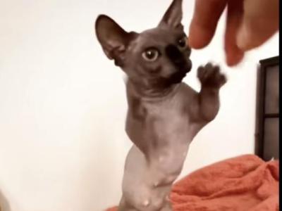 Bambino Female Cat - Bambino - Gallery Photo #1