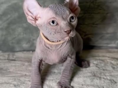 Elf Sphynx - Sphynx - Gallery Photo #1