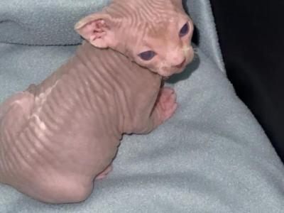 Sphynx Boby - Sphynx - Gallery Photo #1