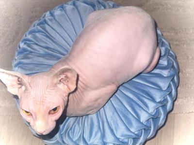Lydia - Sphynx - Gallery Photo #1