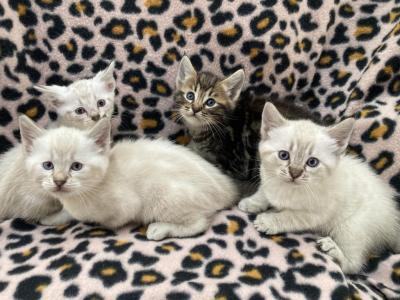 Savanna Bengal - Savannah - Gallery Photo #1