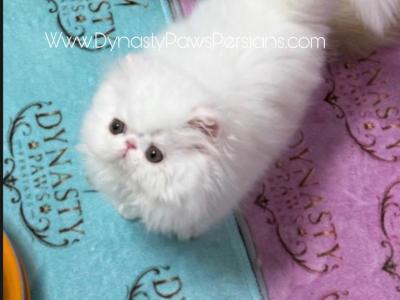 Mr Sparkle - Persian - Gallery Photo #1