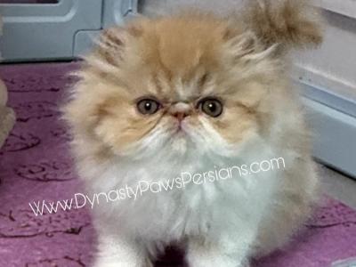 Tiger King Male Persian - Persian - Gallery Photo #1