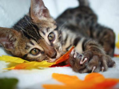 Lil Boy - Bengal - Gallery Photo #1