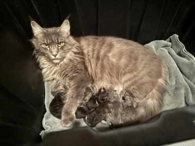 Lola Litter - Maine Coon - Gallery Photo #1