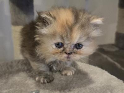 Nirvana - Persian - Gallery Photo #1
