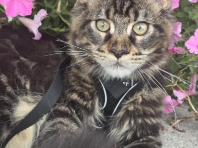 Atlas - Maine Coon - Gallery Photo #1