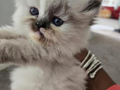 BonJovi - Himalayan - Gallery Photo #1